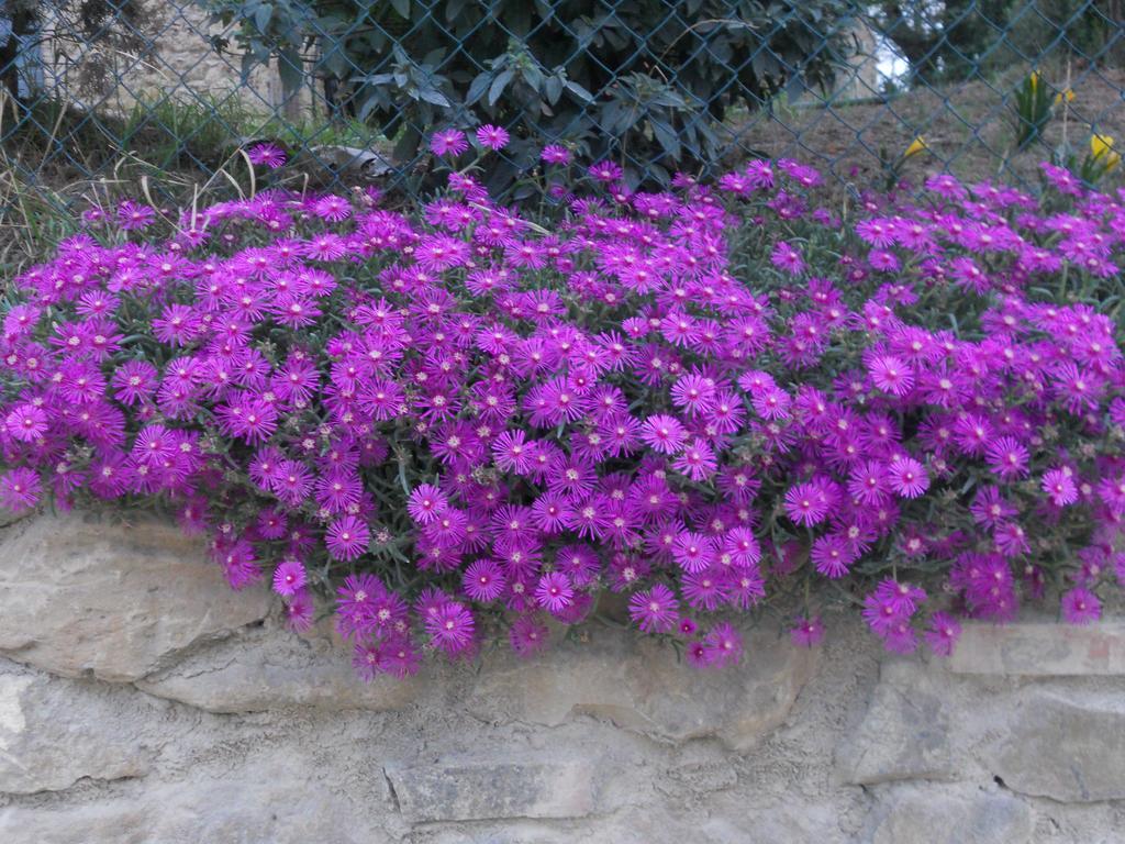 Tenuta Il Tresto Poggibonsi Ngoại thất bức ảnh